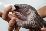 newborn-pangolin-wallpaper-1.png