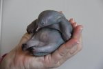 13n2q-baby-echidna.jpg