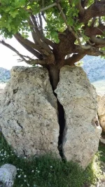 9915d4d5.webp