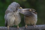 comedy-wildlife-photography-finlistes-2016-8.jpg