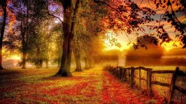 fog-on-the-autumn-fied.webp