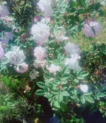 IMG_20190527_084054_852.webp