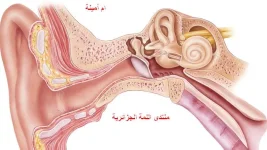الاذن.webp