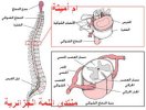 النخاع الشوكي.jpg