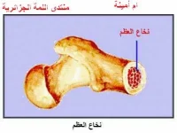 نخاع العظم.webp