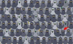 1572791429162.webp