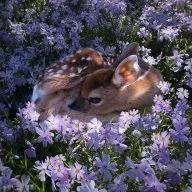 النجمة الذهبية