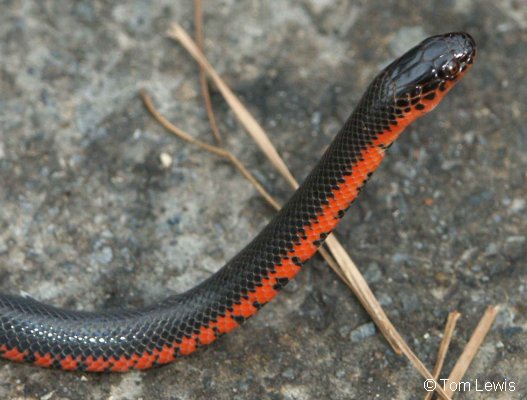 Mud%20snake%20TL.jpg
