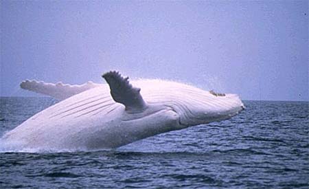 r7927_10.jpg