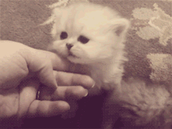 tumblr_lrw0nv0Nxg1qfpssto5_r1_250.gif