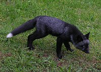 200px-Black_fox.JPG