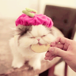 tumblr_lyhj7yvLW31r8nmz2o1_250.gif