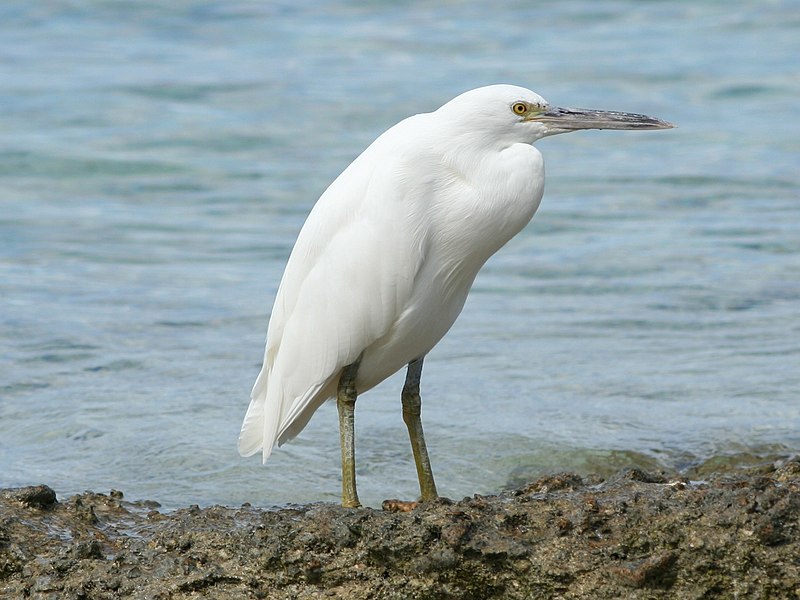 800px-Eastern_Reef_Egret.jpg