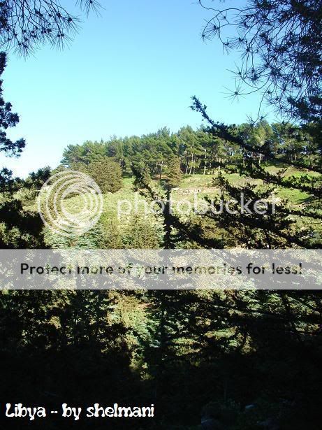 Libyanforest34.jpg