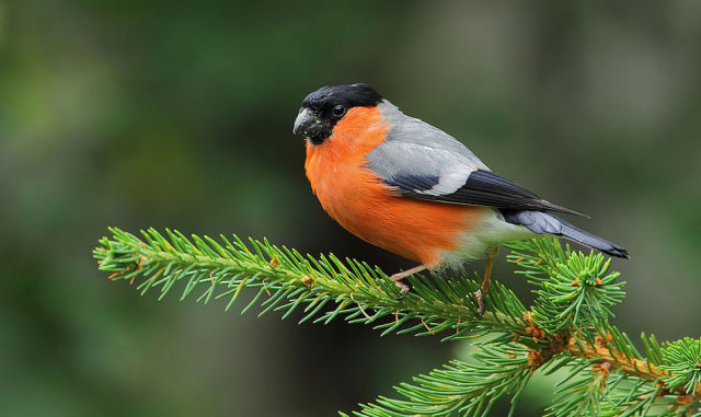 beautiful_birds_of_the_world_640_21.jpg