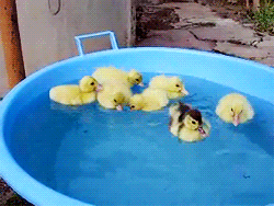tumblr_m2fyhyR2ak1r2wrwho4_250.gif