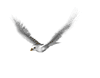 dove2c.gif