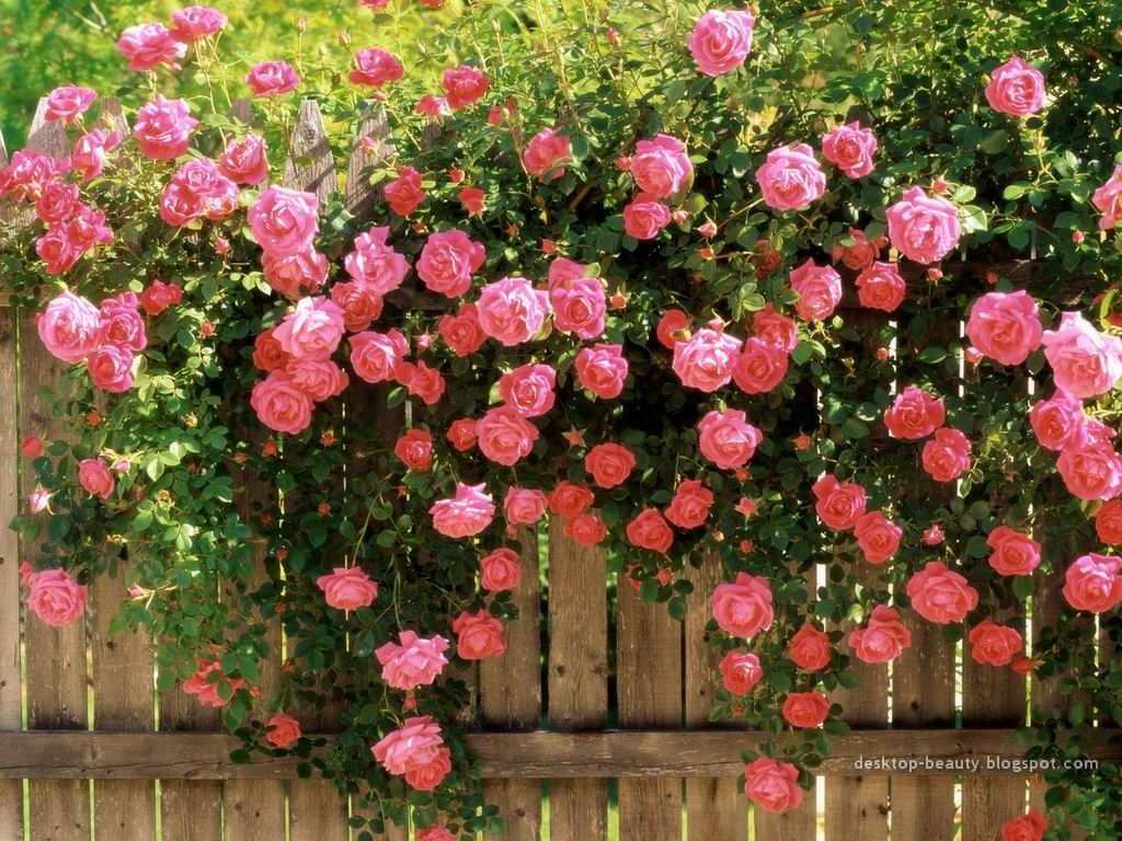 roses3.jpg