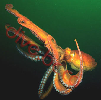 octopus.jpg