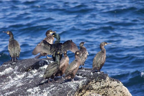 800px-European_shags_in_mating_plume.jpg