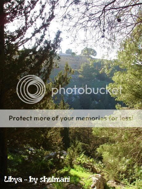 Libyanforest4.jpg
