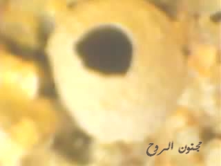 sp_a0223.jpg