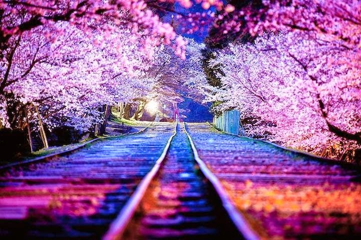 sakura1.jpg