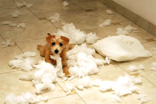 13animal-insolite13.jpg