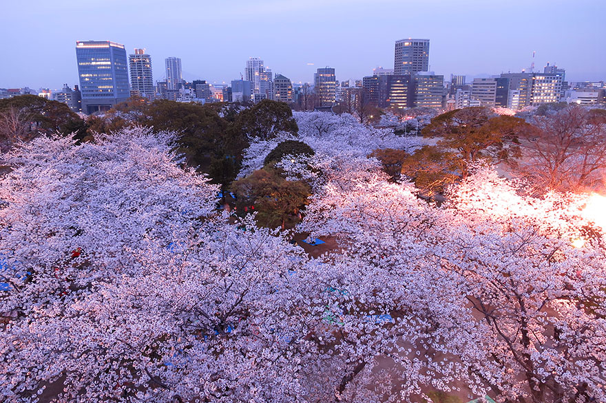 cherry-blossom-sakura-24.jpg