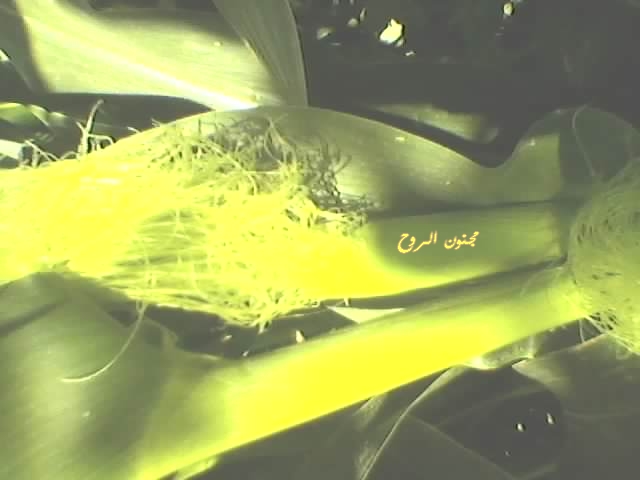 spm_a050.jpg