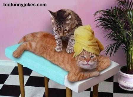 funny-photo035.jpg