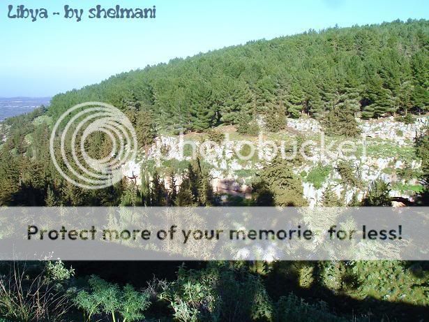 Libyanforest14.jpg
