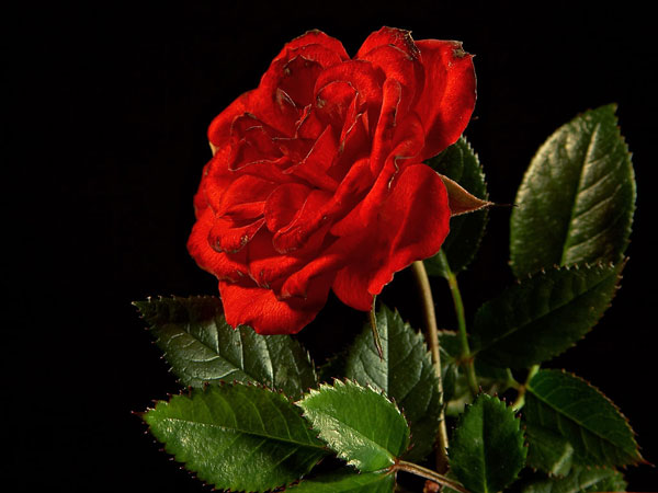 photos-mrkzy-roses-19428.jpg