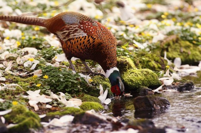beautiful_birds_of_the_world_640_09.jpg