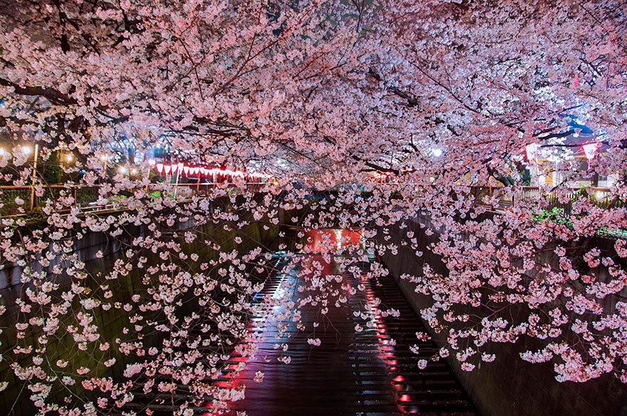 cherry-blossom-sakura-17.jpg