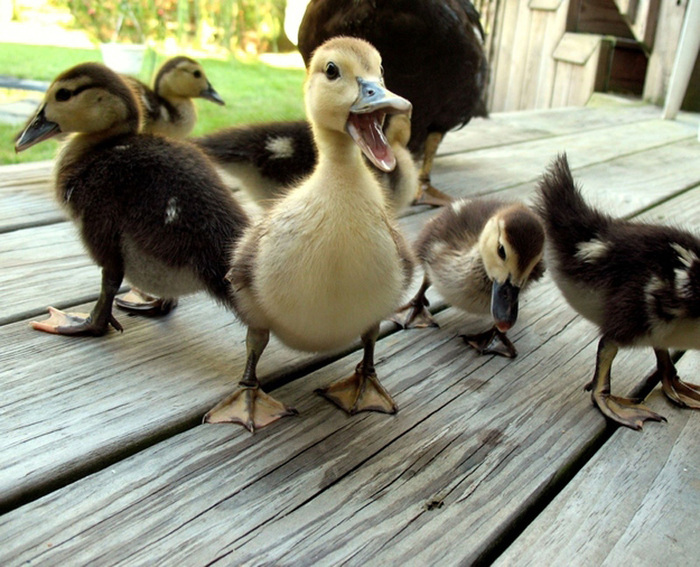 97191025_large_1351262044_276_cuteduck16.jpg