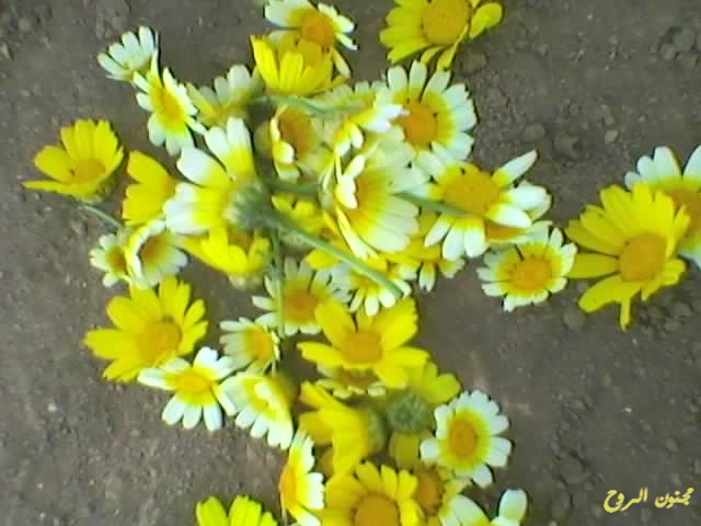 spm_a046.jpg