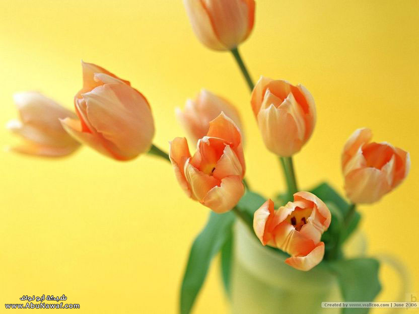 flower11.jpg