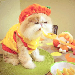 tumblr_lyhj7yvLW31r8nmz2o3_250.gif
