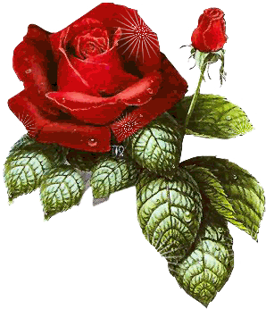 roseAnimation.gif