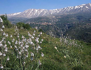 lebanon_nature2.jpg
