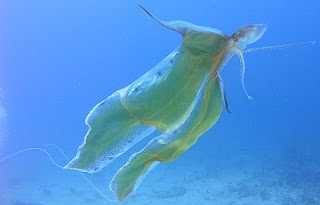 TremoctSilhou31.jpg