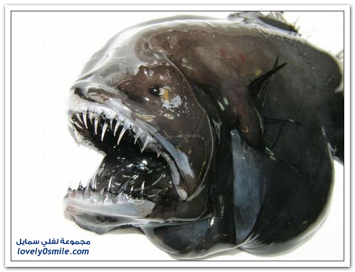 strange-fishes-05.jpg