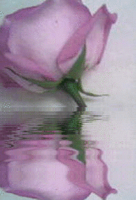 1311971d5ib4i13st.gif