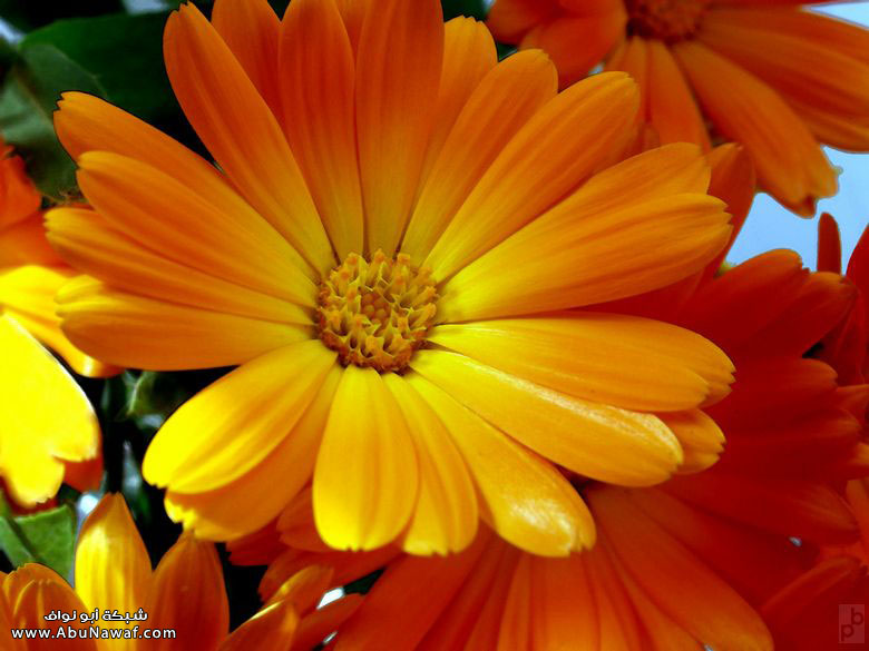 flower6.jpg