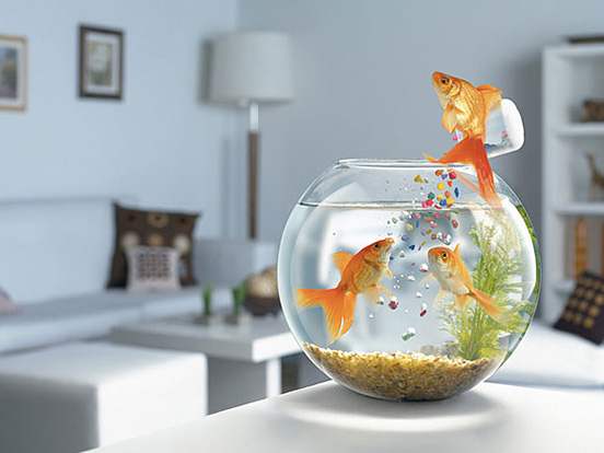 Goldfish-l.jpg