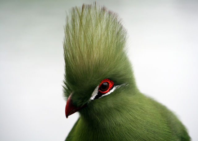 beautiful_birds_of_the_world_640_14.jpg