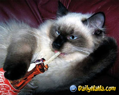 cat_drinking_coke.jpg