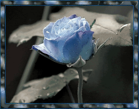 blue-roses_006.gif