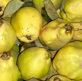 cydonia-oblonga-membrillos.jpg